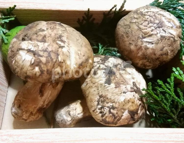 箱入りの松茸 松茸,まつたけ,マツタケの写真素材