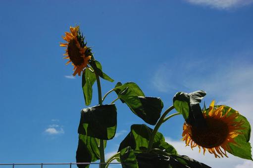 ひまわりの写真