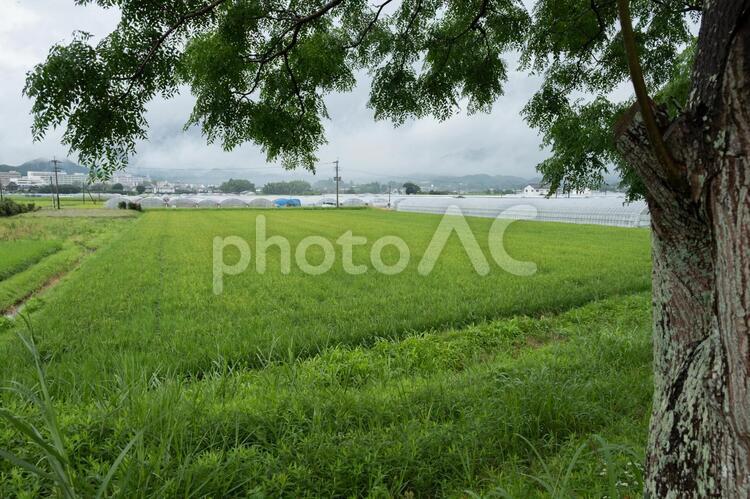 稲の熟する頃9 稲,米,田んぼの写真素材