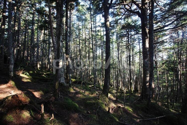 木漏れ日 森林,山,登山の写真素材