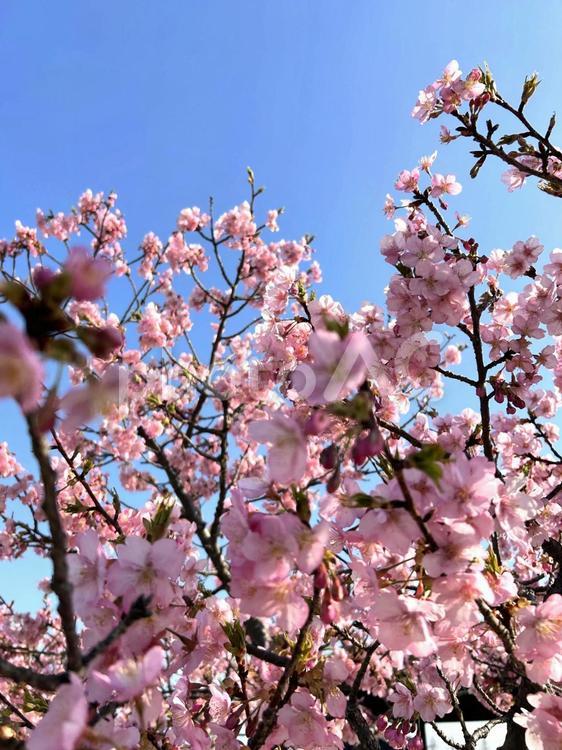 河津桜（カワヅザクラ）のピンクの花と青空 河津桜,カワヅザクラ,さくらの写真素材