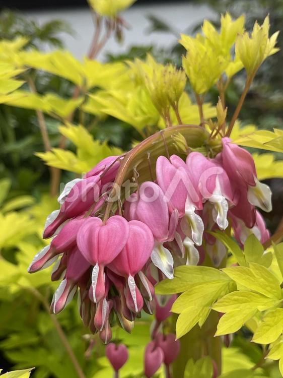 ケマンソウとか鯛釣り草 bleedingheart,ハートの花,華鬘草の写真素材