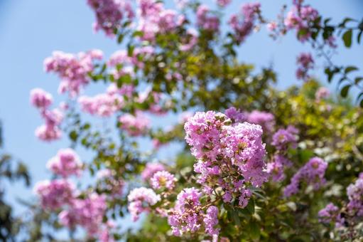 Photo, crisp berry, spring, flower, 