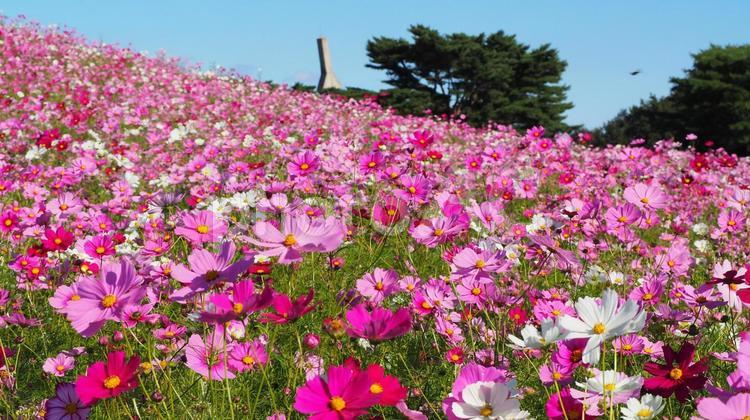 国営ひたち海浜公園・コスモスの丘・茨城県 国営ひたち海浜公園,コスモス,茨城県の写真素材