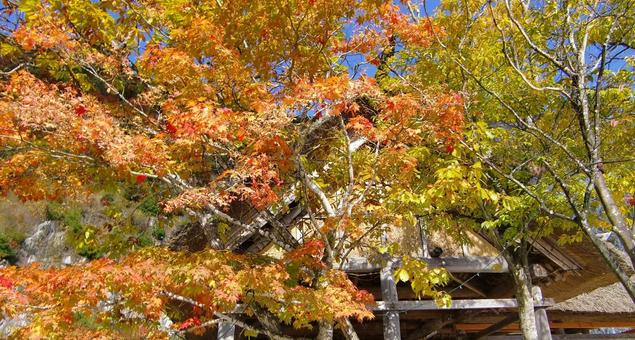 紅葉-3 紅葉-3 紅葉,黄葉,木の写真素材