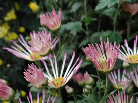 和菊 和菊 マクロ,わきく,花の写真素材