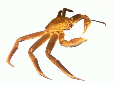 Photo, crab, crustacean, i lived, 