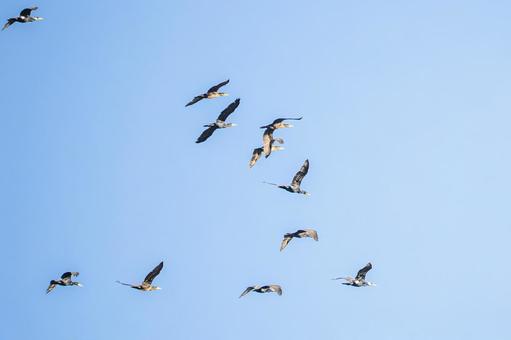 カワウのV字飛行⑴の写真