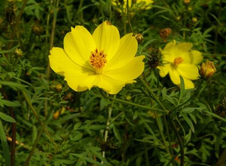 キバナコスモス キバナコスモスの写真