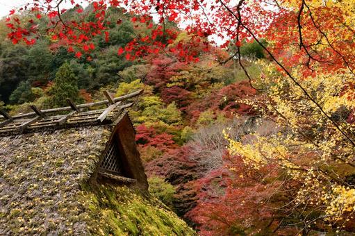 香嵐渓の紅葉 香嵐渓の紅葉 紅葉,秋,モミジの写真素材