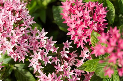 色鮮やかなペンタスの花 ペンタス,花,ピンクの写真素材