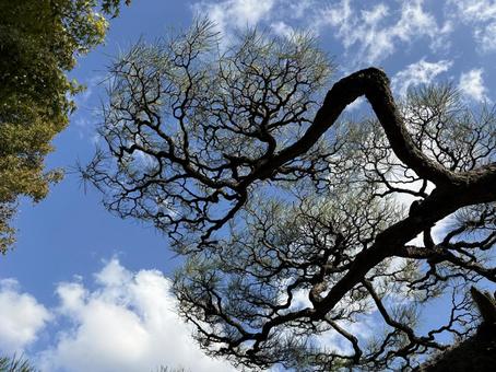【由志園】空と松の木 由志園,庭園,空の写真素材