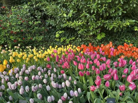 キューケンホフ公園 キューケンホフ公園 キューケンホフ,チューリップ,アムステルダムの写真素材