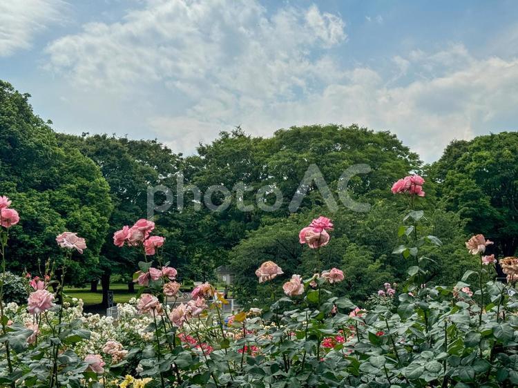 砧公園のピンクの薔薇 砧公園,バラ園,薔薇の写真素材