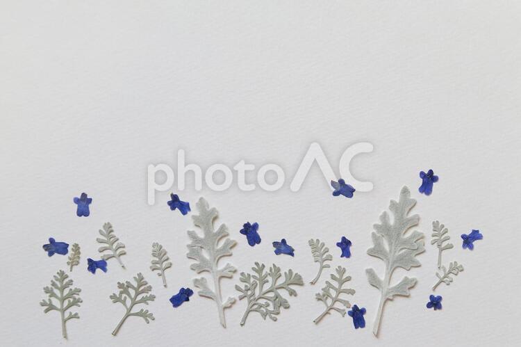 シルバーリーフと小花（押し花） シルバーリーフ,押し花,花の写真素材