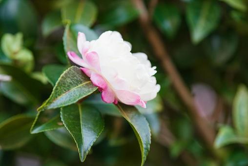 ひっそりと咲く可憐な朝倉山茶花 ひっそりと咲く可憐な朝倉山茶花の写真