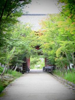 京都府-醍醐寺-仁王門と参道-境内側 京都府-醍醐寺-仁王門と参道-境内側 醍醐寺,寺,深雪山の写真素材