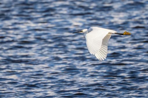 コサギの飛翔⑹ 鳥,コサギ,飛翔の写真素材