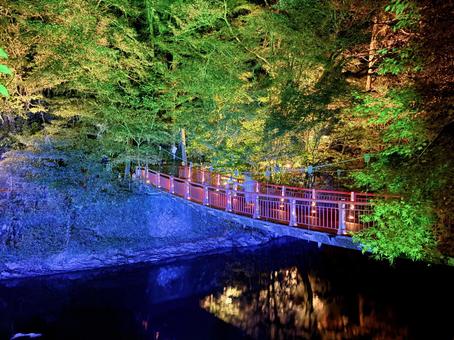 ライトアップ 紅葉,ライトアップ,秋の写真素材