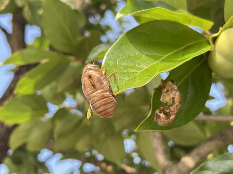 Cicada shell, JPG