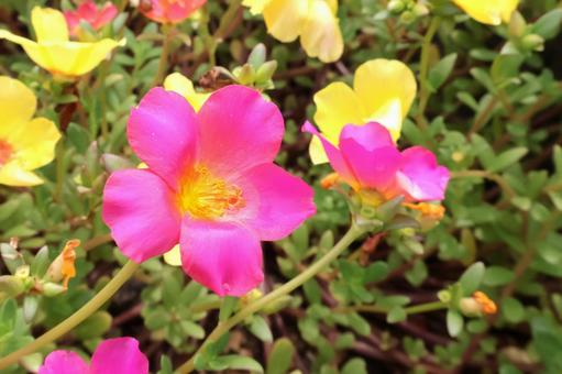 初夏から秋まで咲く庭のポーチュラカの花 初夏から秋まで咲く庭のポーチュラカの花 ポーチュラカ,花,ガーデニングの写真素材