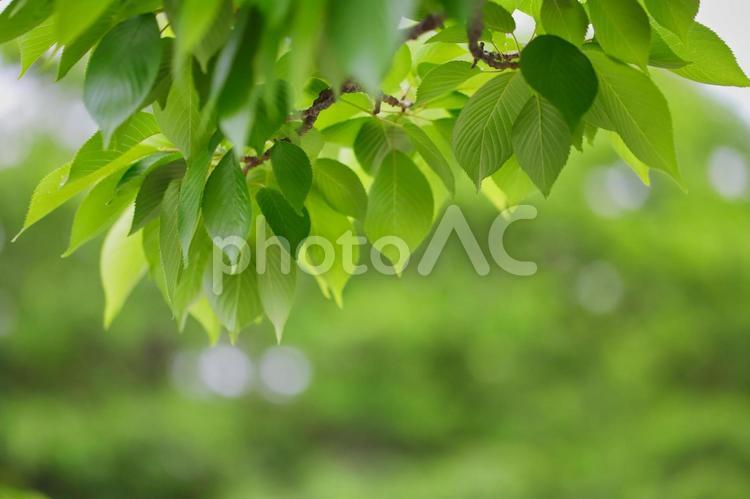 新緑の風景 緑,ネイチャー,新緑の写真素材