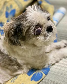 シーズー犬さんの斜め顔 シーズー犬さんの斜め顔の写真