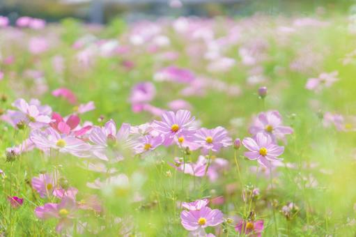 色とりどりのコスモス畑 色とりどりのコスモス畑 コスモス,秋,花の写真素材