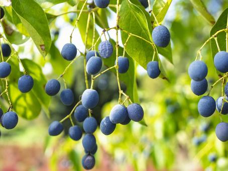 秋光に揺れる瑠璃の実 青い実,木の実,瑠璃の写真素材