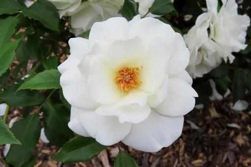 白いバラの花房 バラ,薔薇,白い花の写真素材