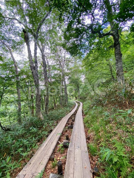 尾瀬国立公園のハイキング道 山中,植物,景色の写真素材