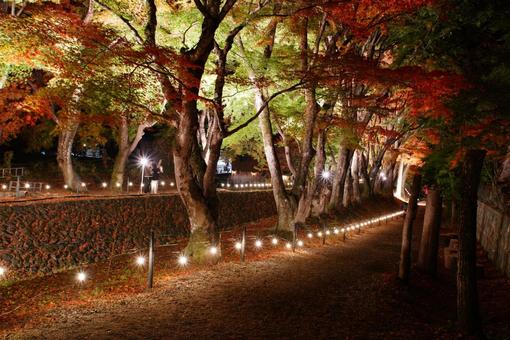 もみじ回廊 もみじ回廊,自然,紅葉の写真素材