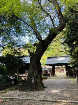 駒形神社 御神木 長寿桜 駒形神社 御神木 長寿桜 駒形神社,岩手県奥州市,陸中国一宮の写真素材