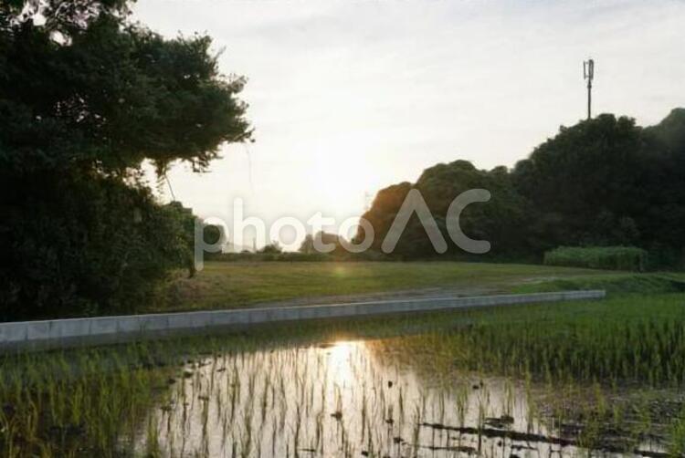 田んぼと夕焼け 水域,川,風景の写真素材