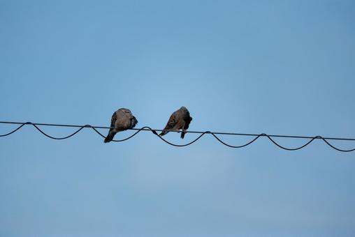 青空と電線の二羽の鳥 鳥,ハト,キジバトの写真素材