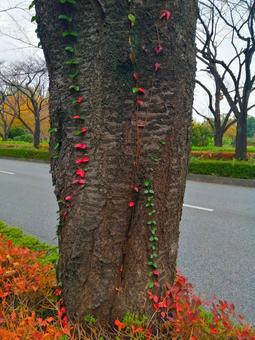 Photo, autumn, cherry blossoms, cherry tree, 
