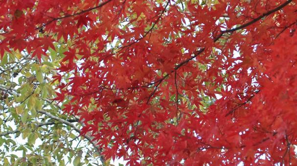 11月の河口湖畔紅葉 紅葉,秋,もみじの写真素材