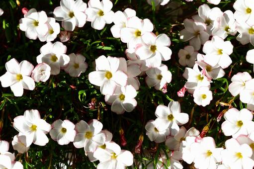 オキザリスの花 オキザリス,花,カタバミの写真素材