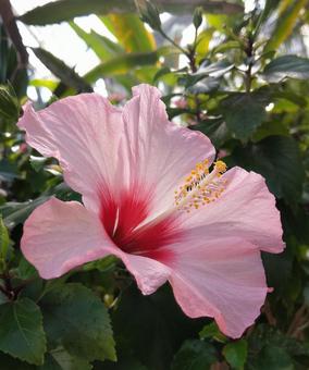 ハイビスカス ハイビスカス,南国,フラワーの写真素材