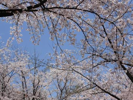 見上げた桜 見上げた桜の写真