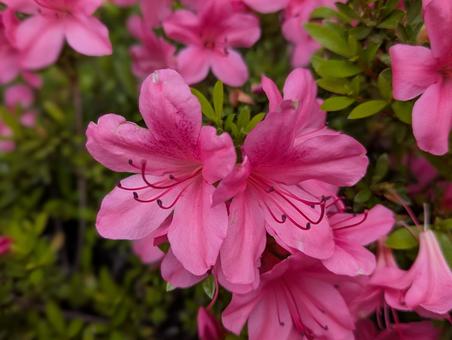 ツツジの花 2 ツツジの花 2の写真