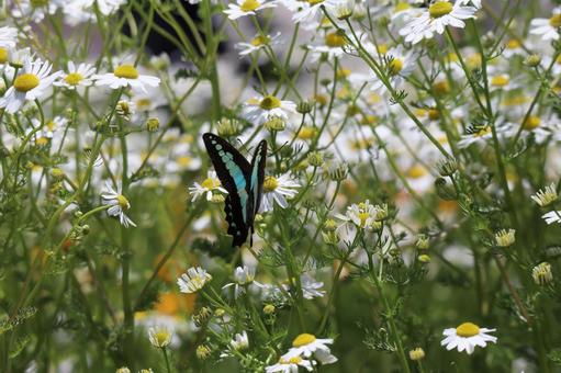 白い花にとまるアオスジアゲハのいる風景の写真