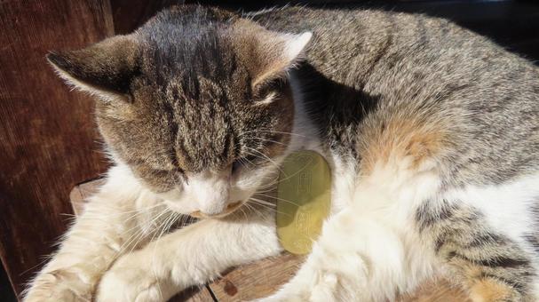 猫に小判 猫,小判,猫に小判の写真素材