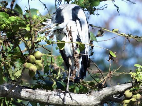 毛繕いをするアオサギの写真