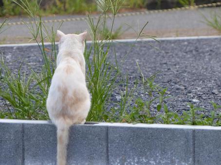 ネコc ネコc ネコ,かわいい,動物の写真素材