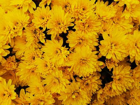 小菊　黄色 菊,花,植物の写真素材