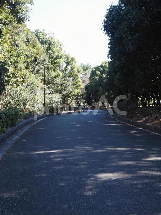 葛西臨海公園・早春の散歩道（東京都） 葛西臨海公園,松の木,散歩道の写真素材