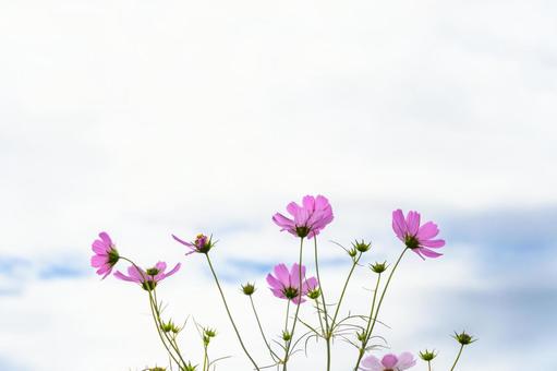 青空に映えるピンクのコスモス 青空に映えるピンクのコスモス コスモス,花,ピンクの写真素材