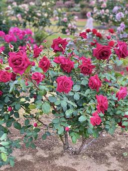 バラ バラ 薔薇,バラ,ピンクの写真素材
