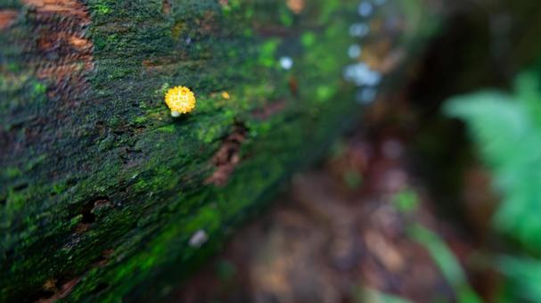 森の緑にひそむ小さな菌類たち 森の緑にひそむ小さな菌類たちの写真